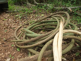 harvested oak